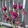Aquilegia vulgaris - Harilik kurekell tumepunane P9/0,55L